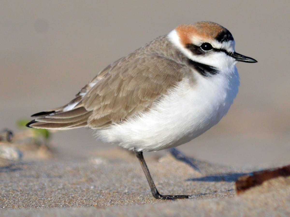 Kentish Plover